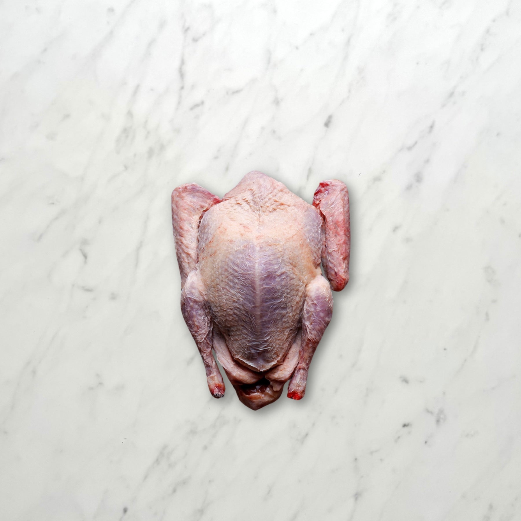 Squab - Whole (15oz avg)